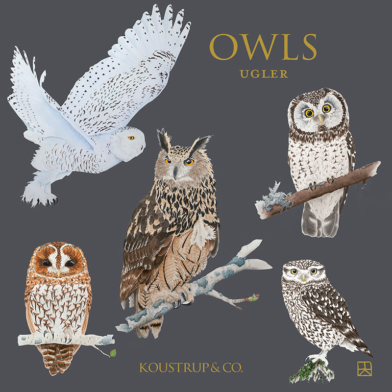 Note Card Folder - Owls